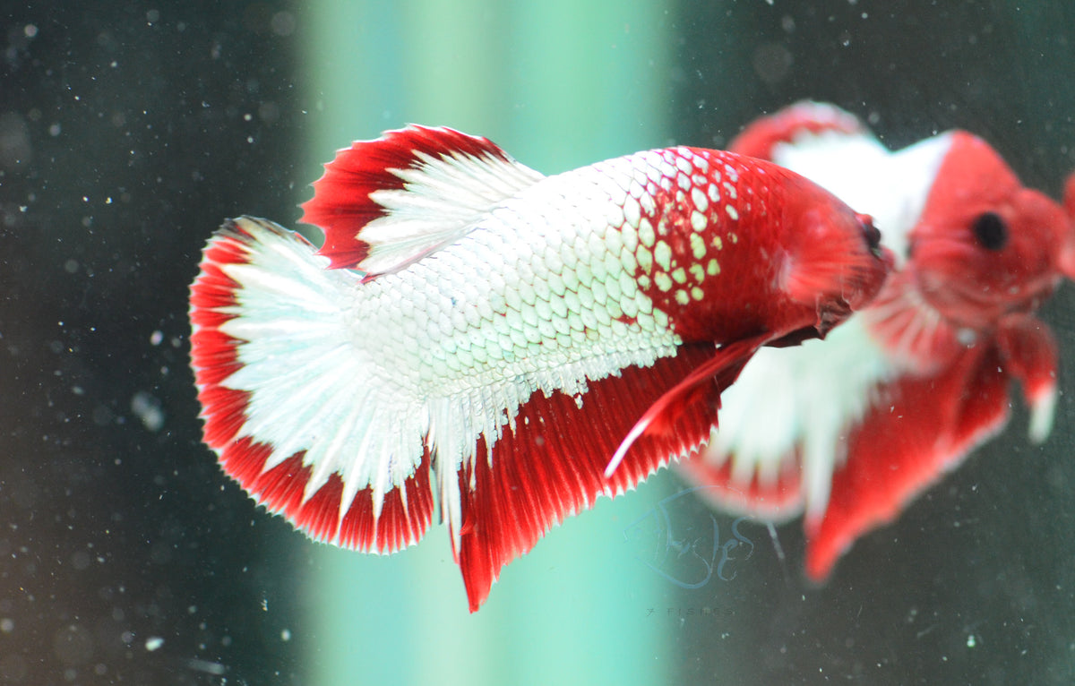 Red Copper Fancy HMPK Male
