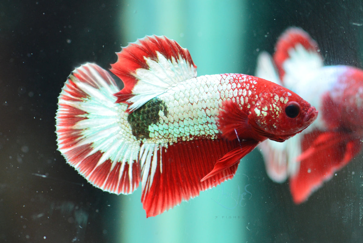 Red Copper Fancy HMPK Male