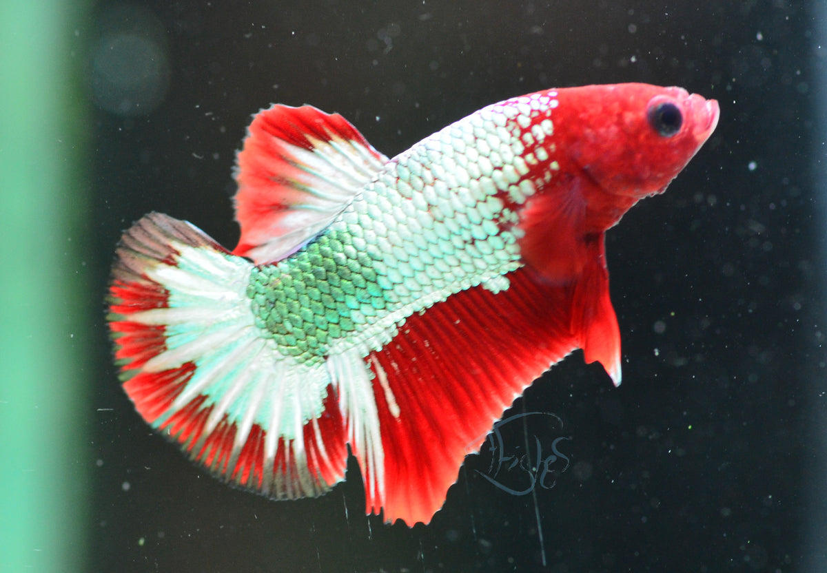 Red Copper Fancy HMPK Male