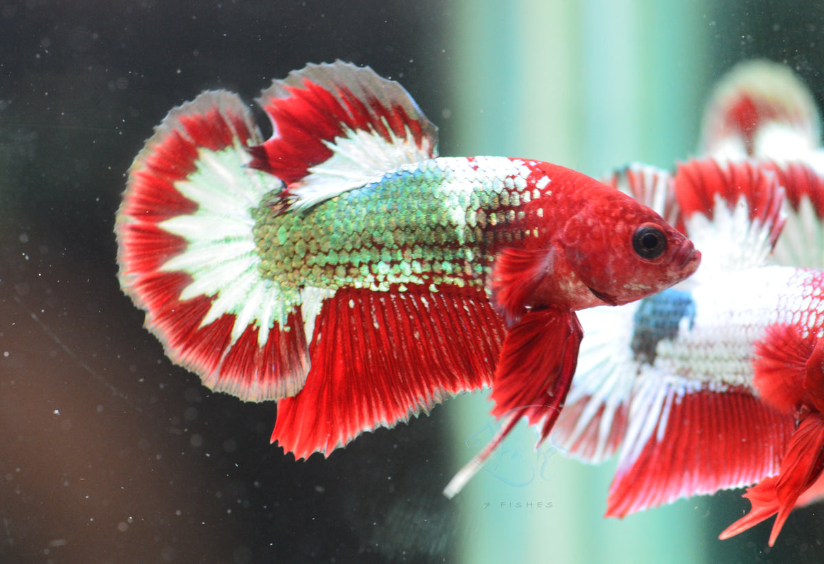 Red Copper Fancy HMPK Male