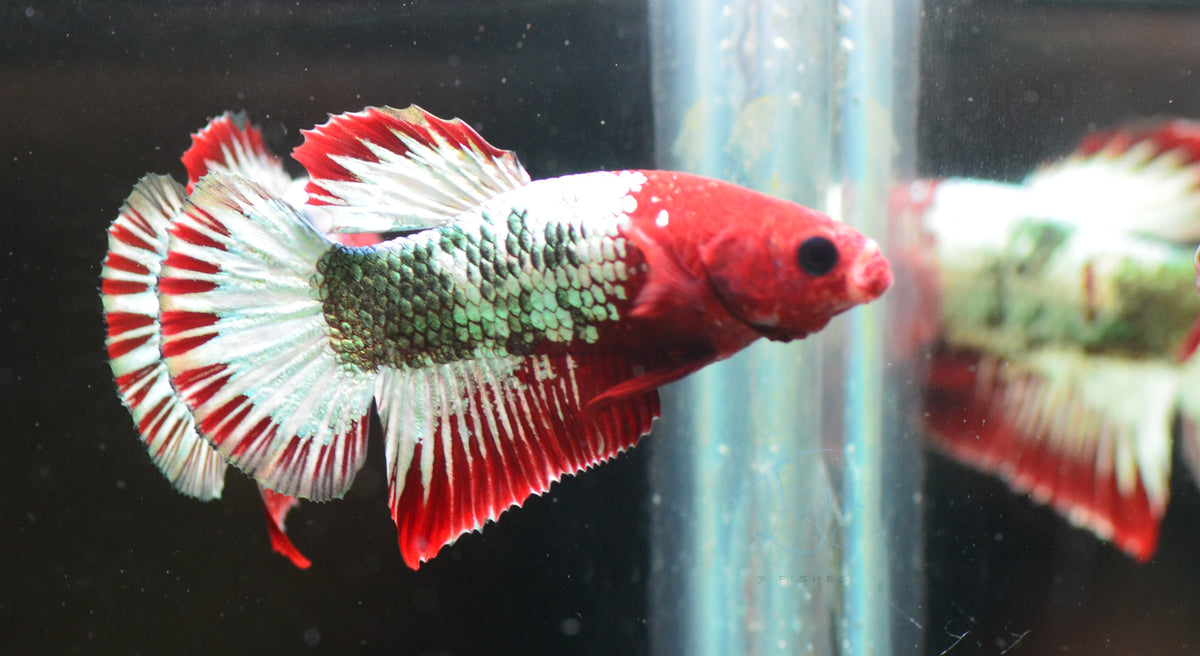 Red Copper Fancy HMPK Male
