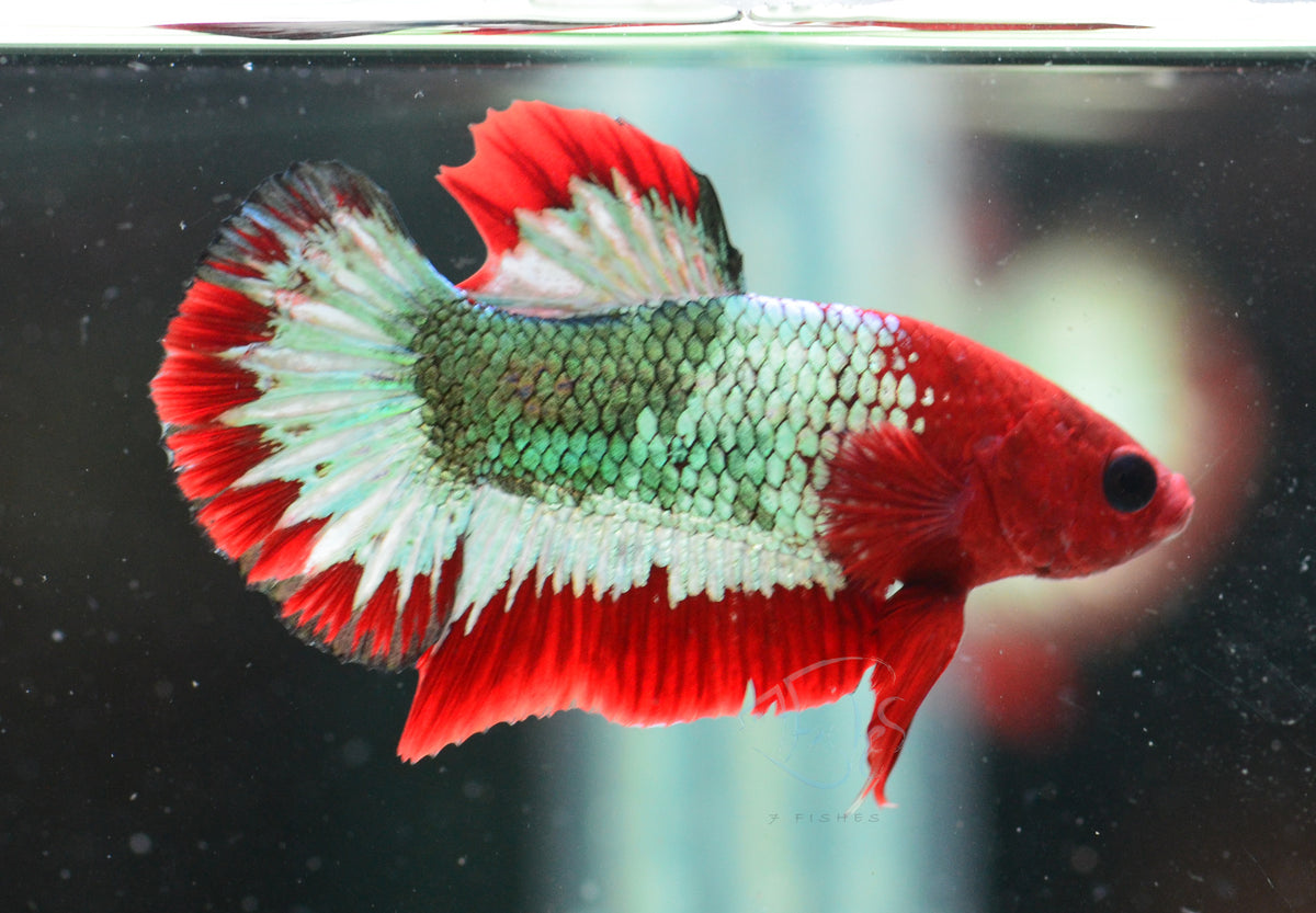 Red Copper Fancy HMPK Male