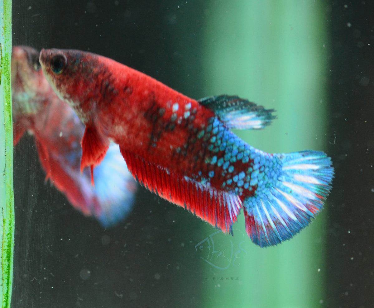 Hellboy Plakat Female