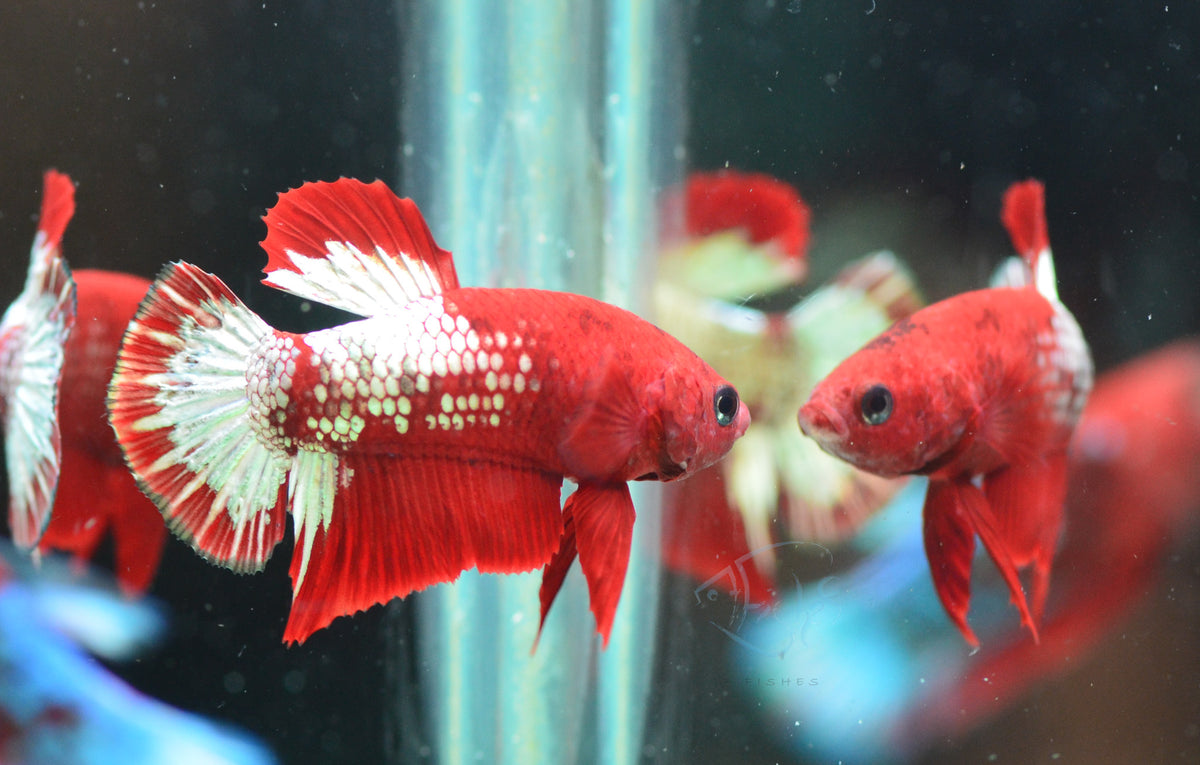 Red Copper Fancy HMPK Male