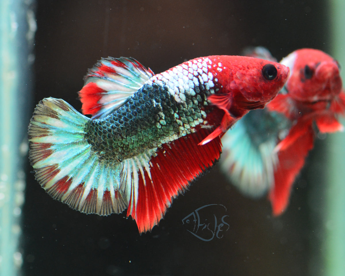 Red Copper Fancy HMPK Male
