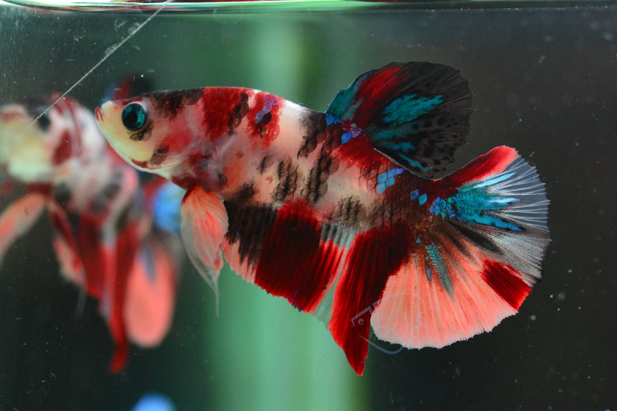 Multicolour HMPK Male
