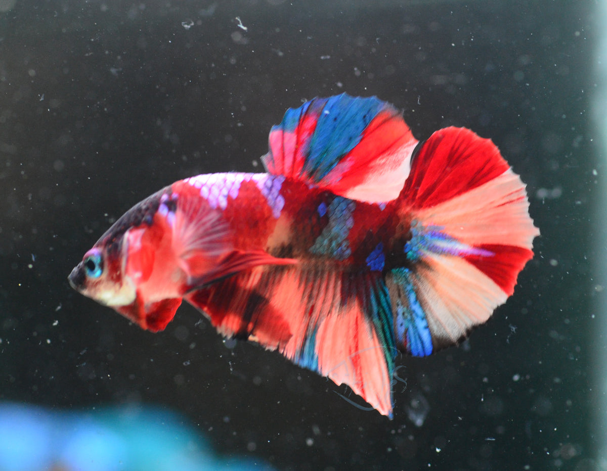 Multicolour HMPK Male