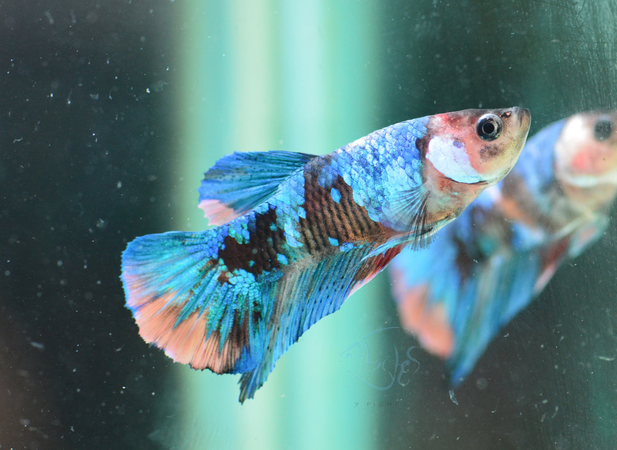 Multicolour HMPK Male