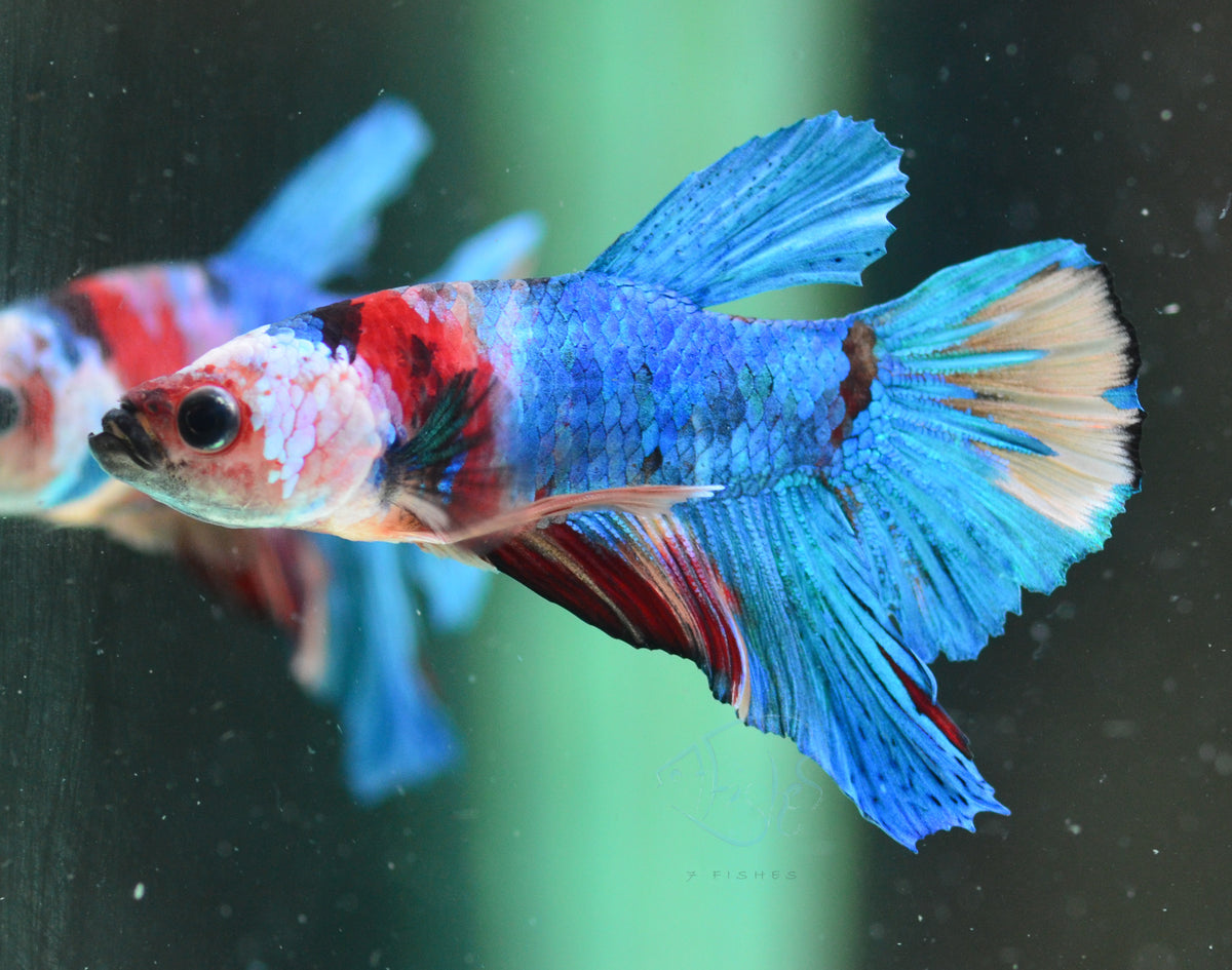 Multicolour HMPK Male