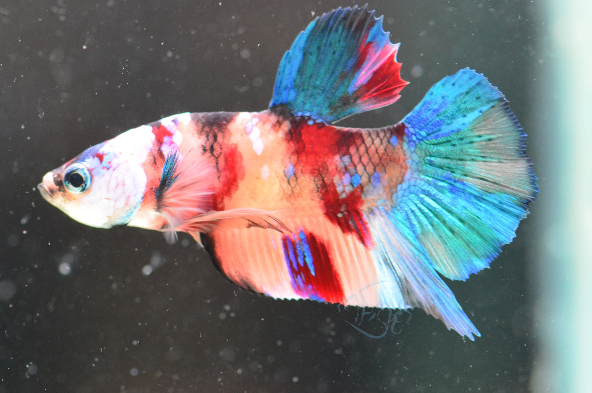 Multicolour HMPK Male