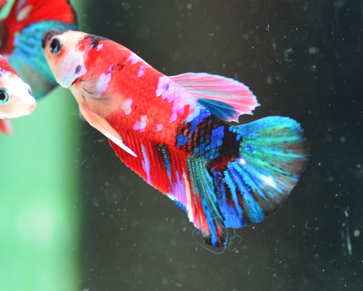 Multicolour HMPK Male