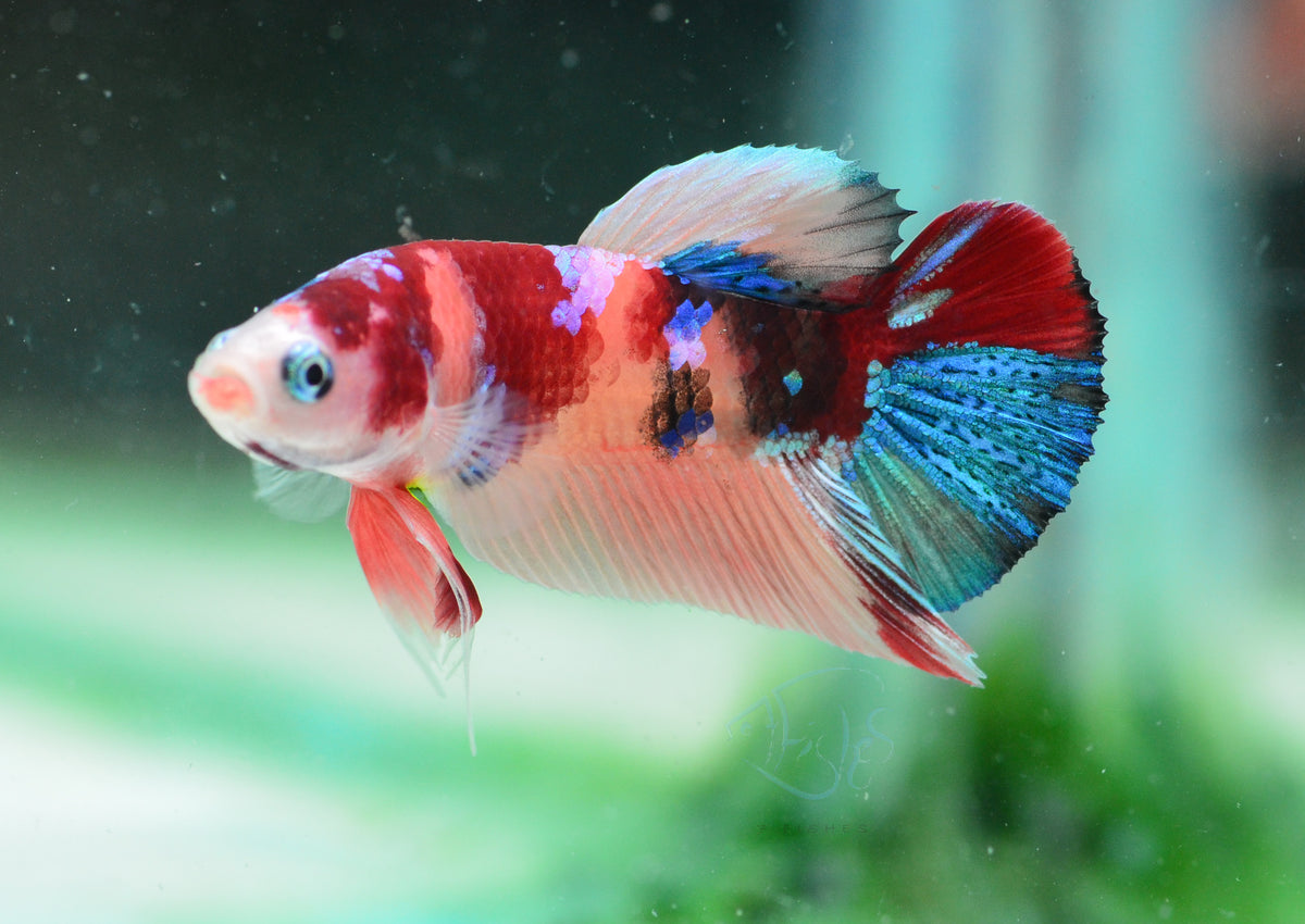 Multicolour HMPK Male