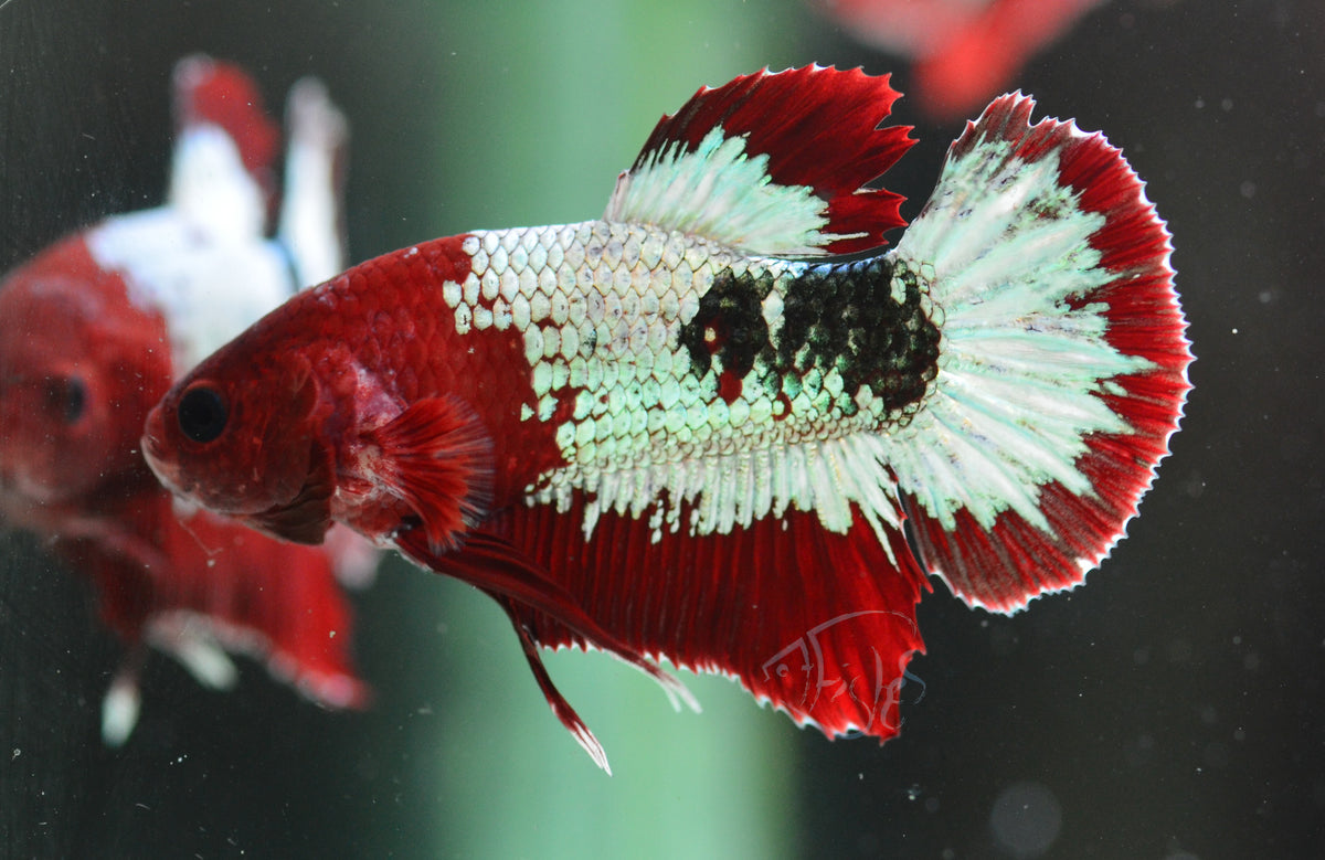 Red Copper Fancy HMPK Male