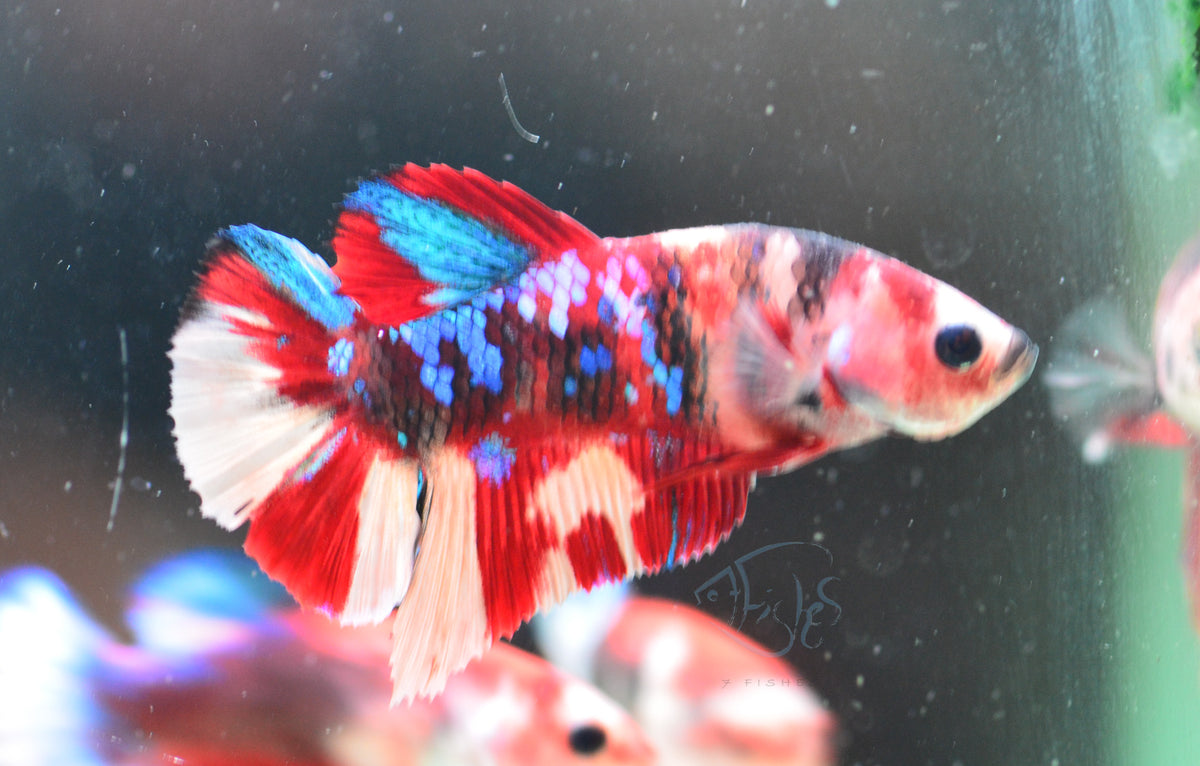 Multicolour HMPK Male