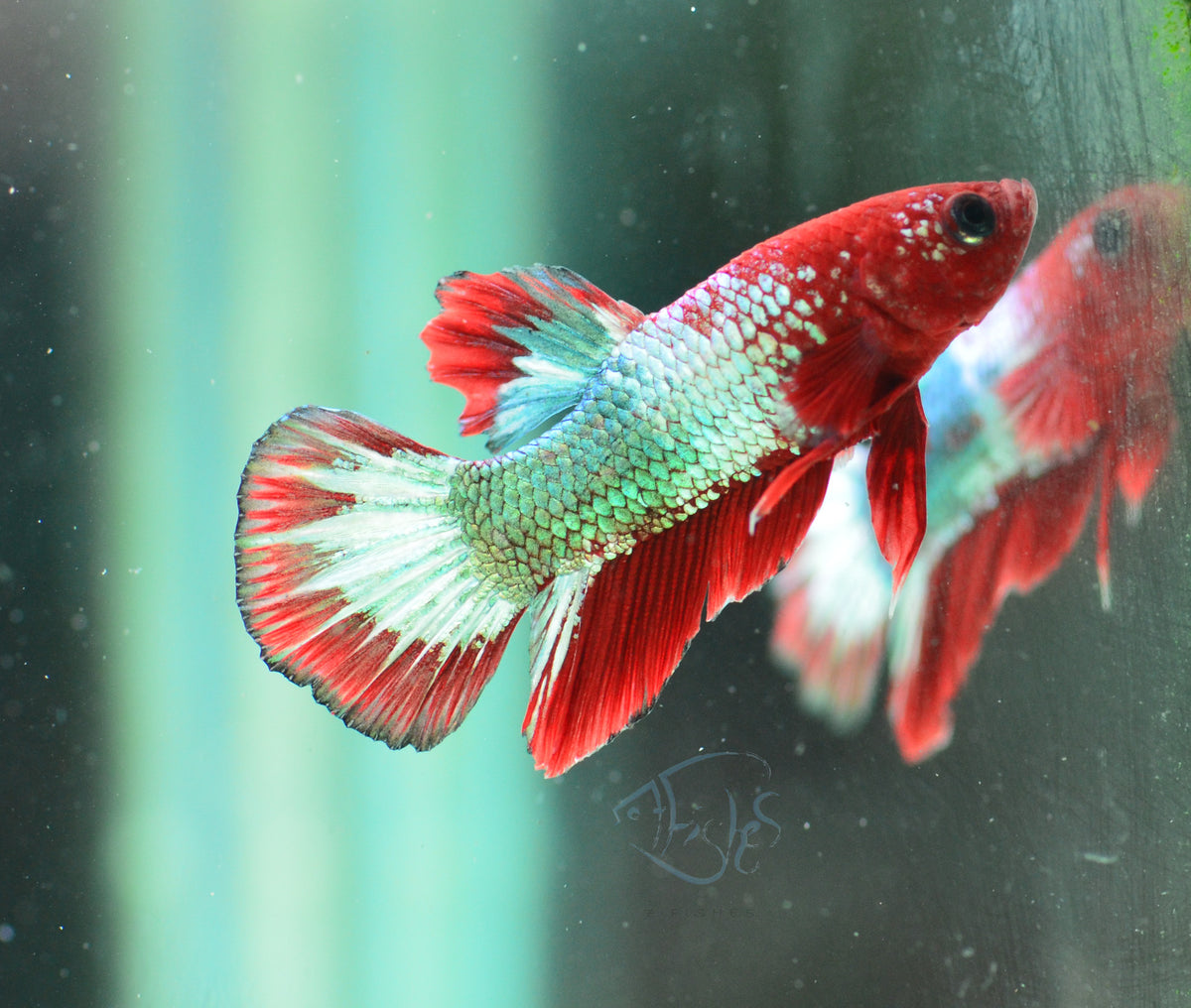 Red Copper Fancy HMPK Male