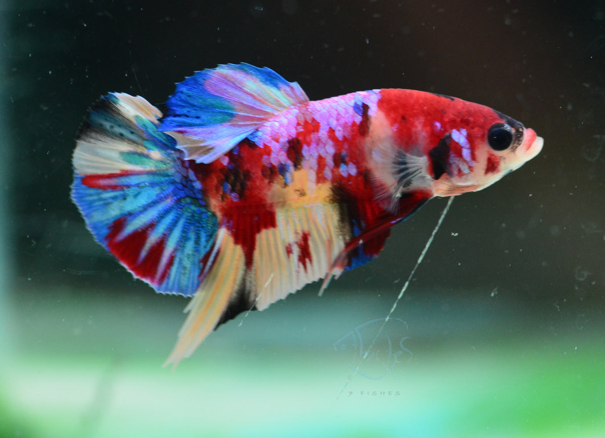 Multicolour HMPK Male