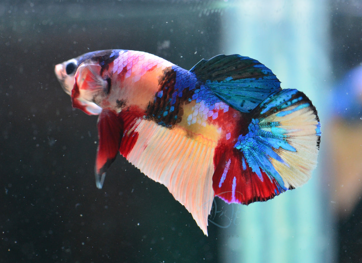 Multicolour HMPK Male