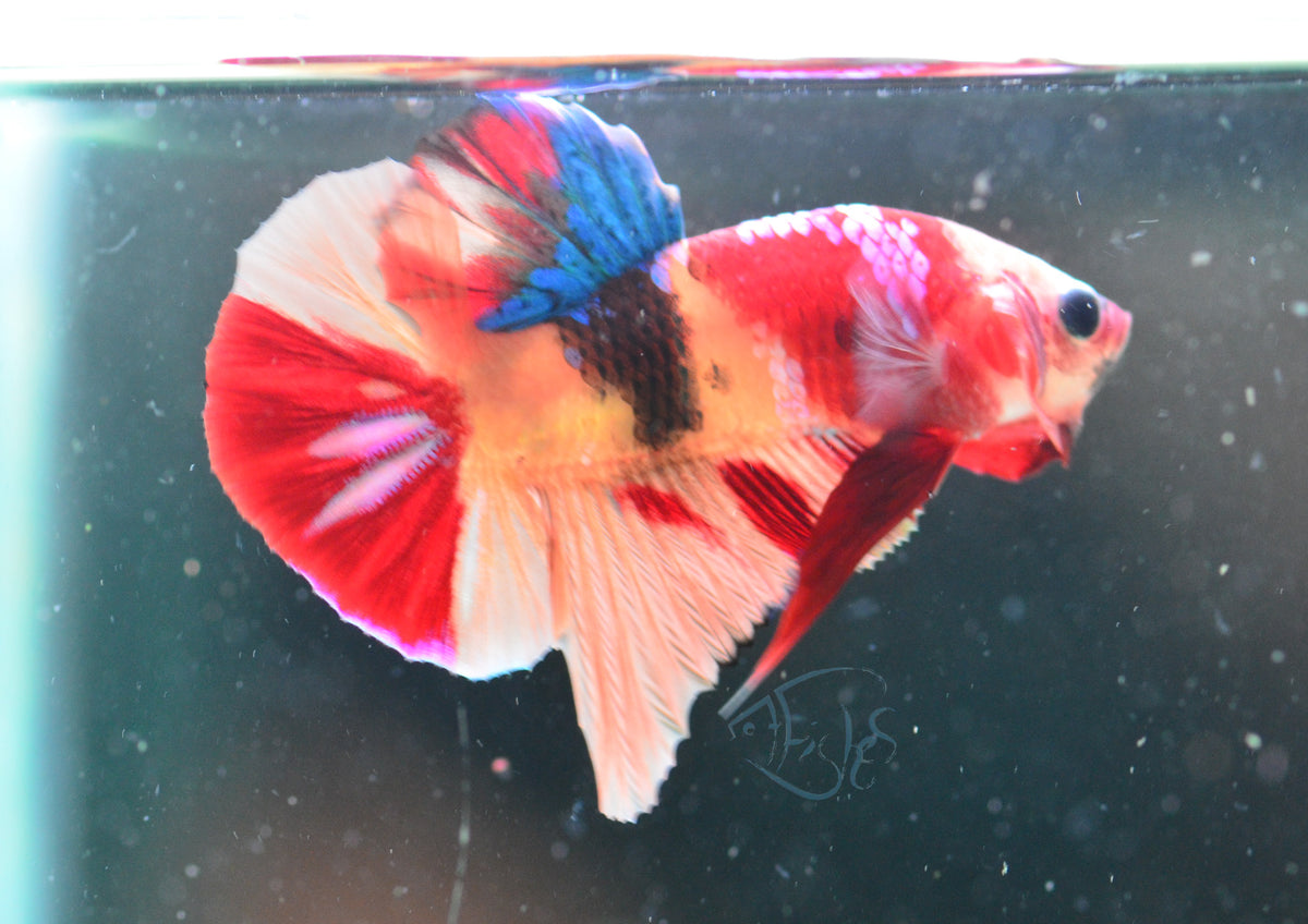 Multicolour HMPK Male