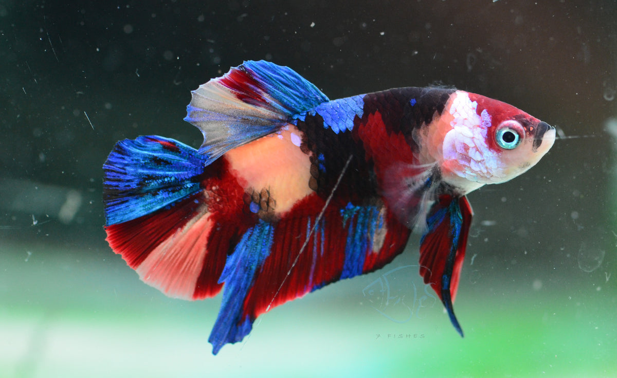 Multicolour HMPK Male