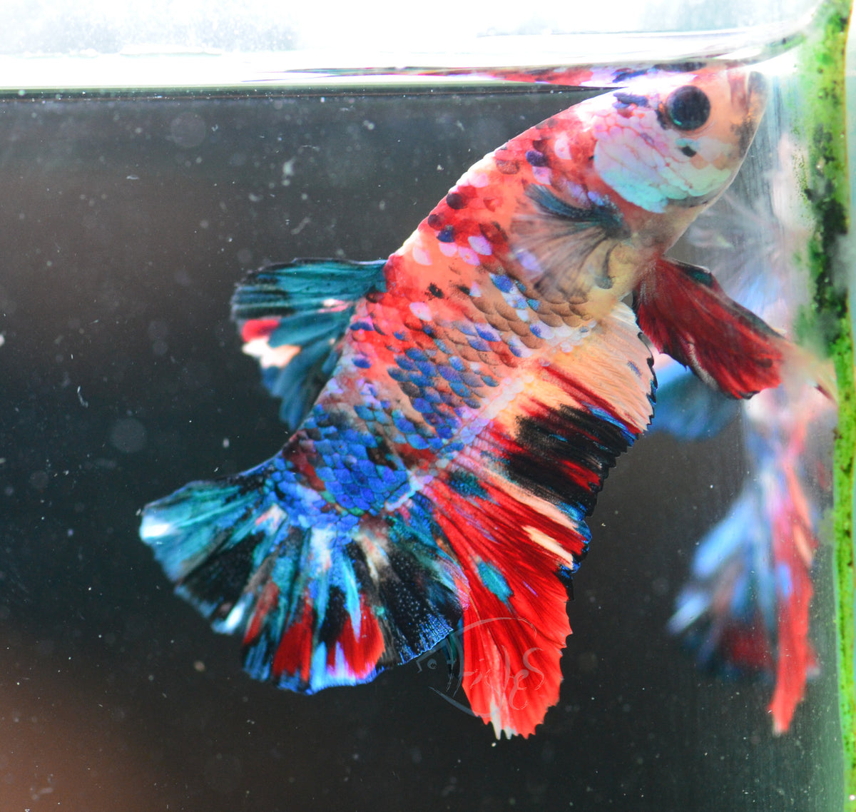Multicolour HMPK Male