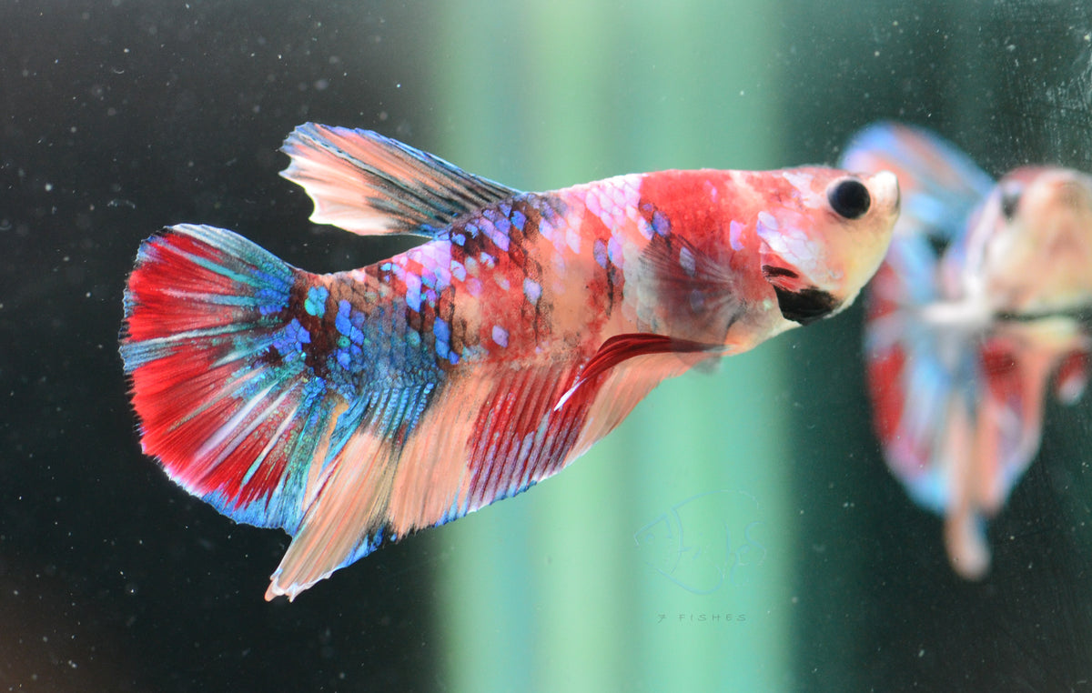 Multicolour HMPK Male
