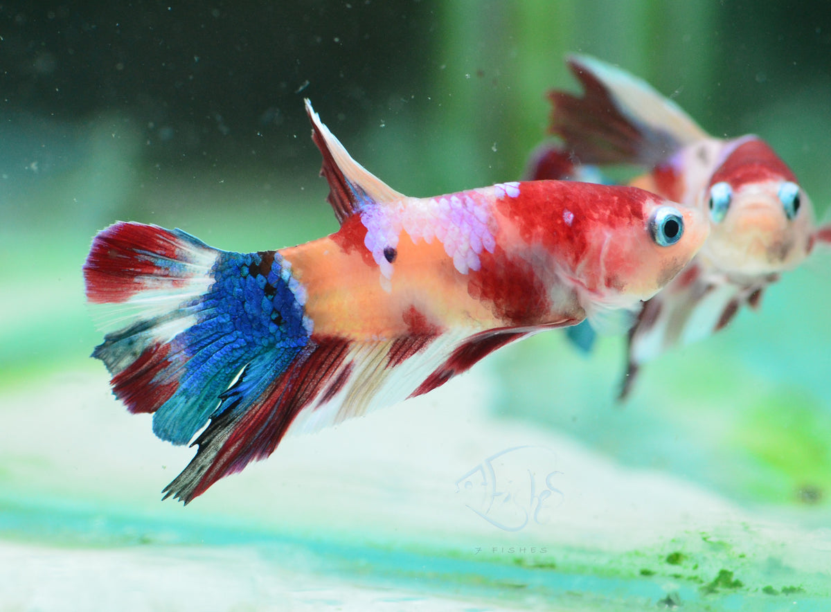 Multicolour HMPK Male