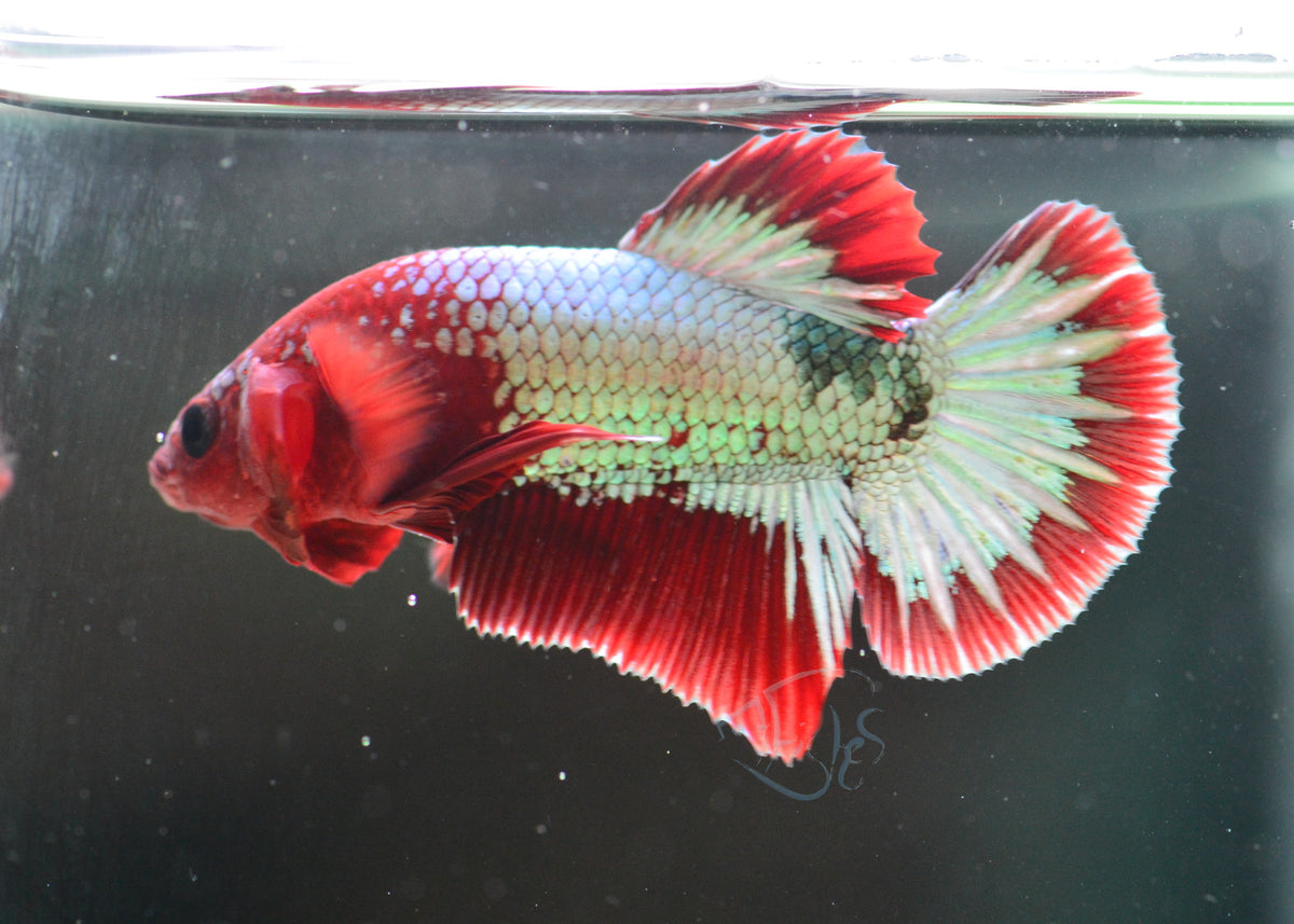Red Copper Fancy HMPK Male