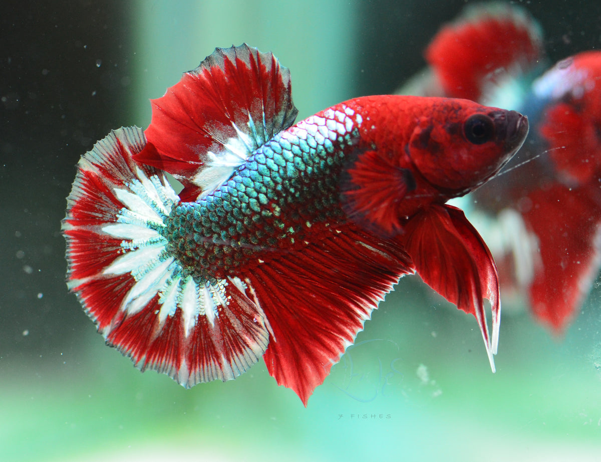 Red Copper Fancy HMPK Male