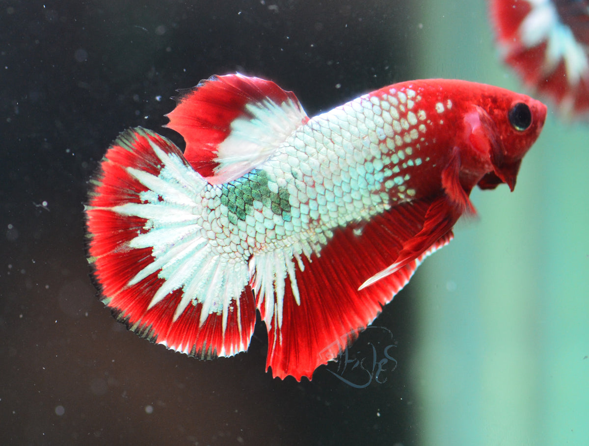 Red Copper Fancy HMPK Male