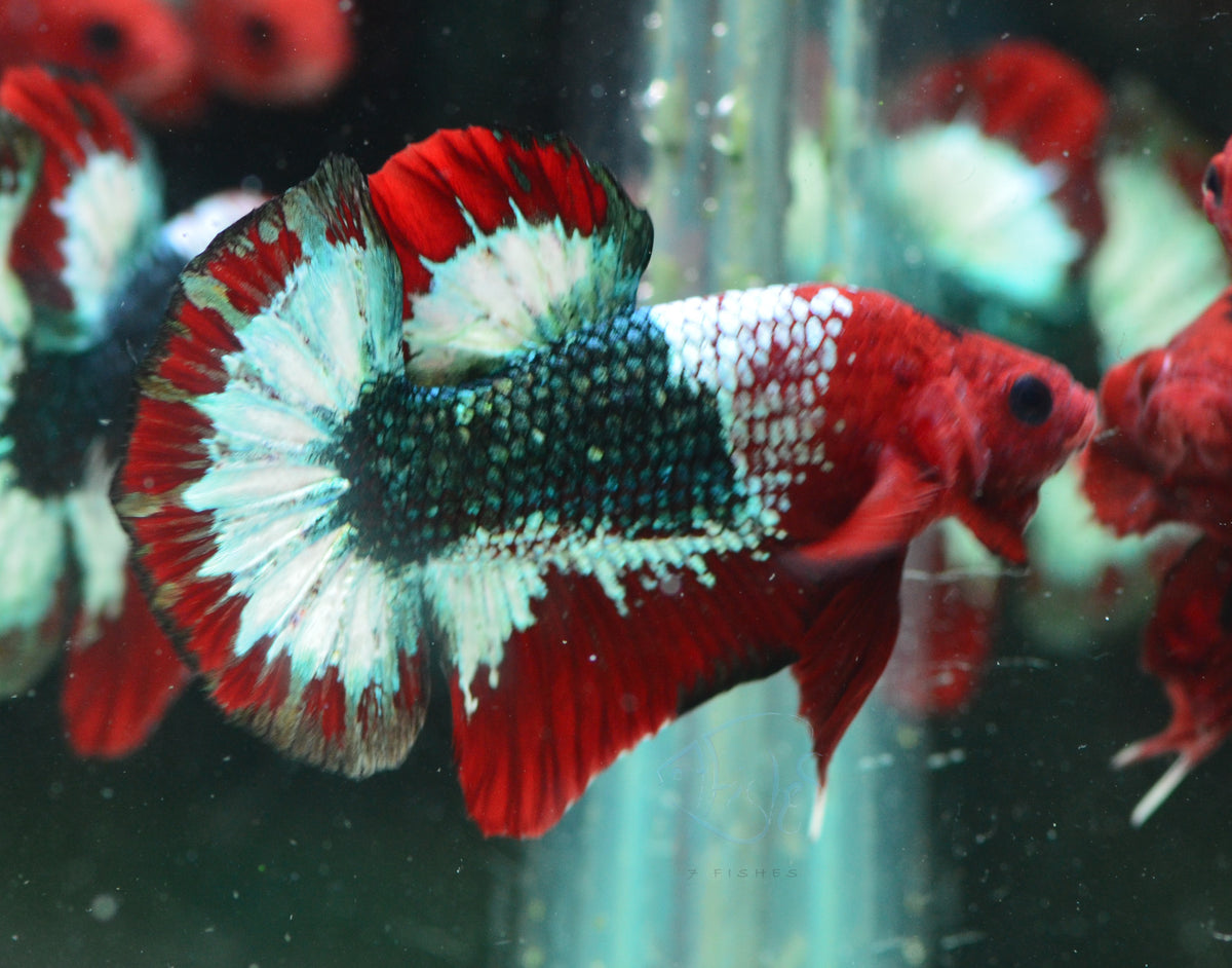 Red Copper Fancy HMPK Male