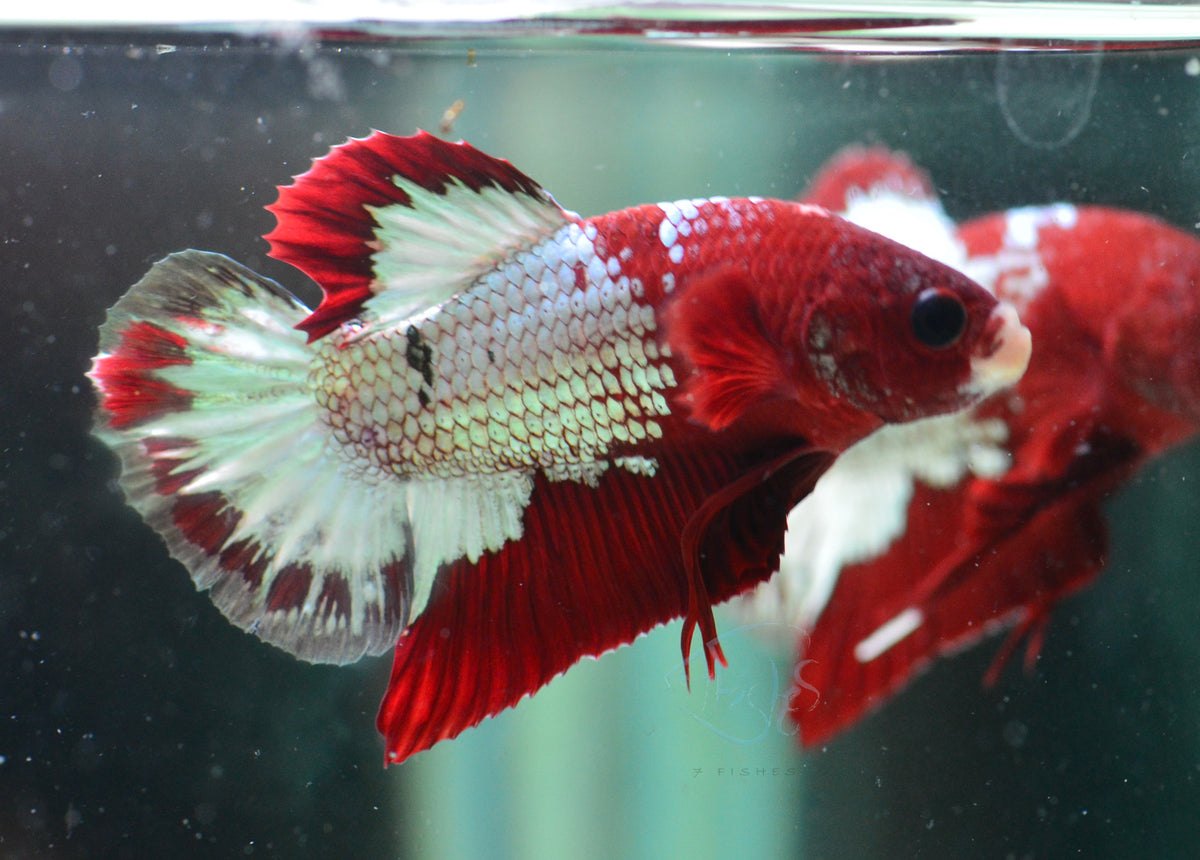 Red Copper Fancy HMPK Male