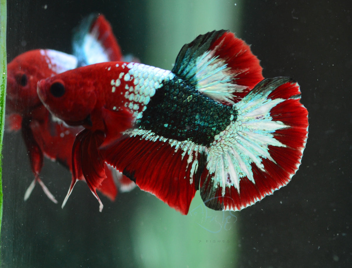 Red Copper Fancy HMPK Male