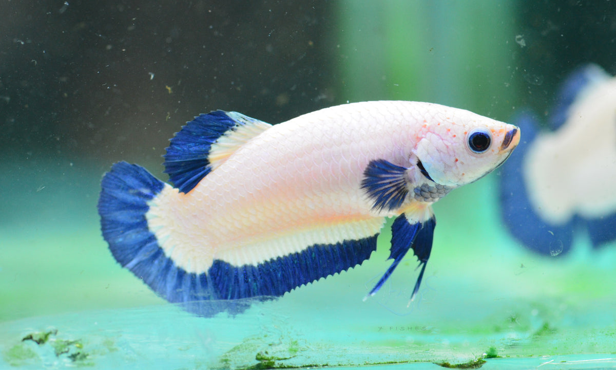 Blue Rim HMPK Female