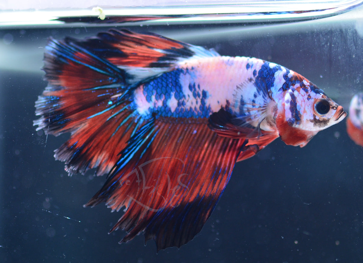Marble Delta-tail Male