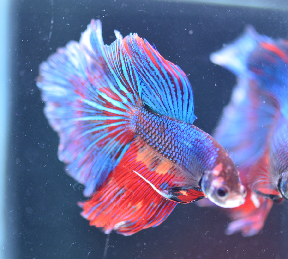 Blue Red Marble Delta-tail Male