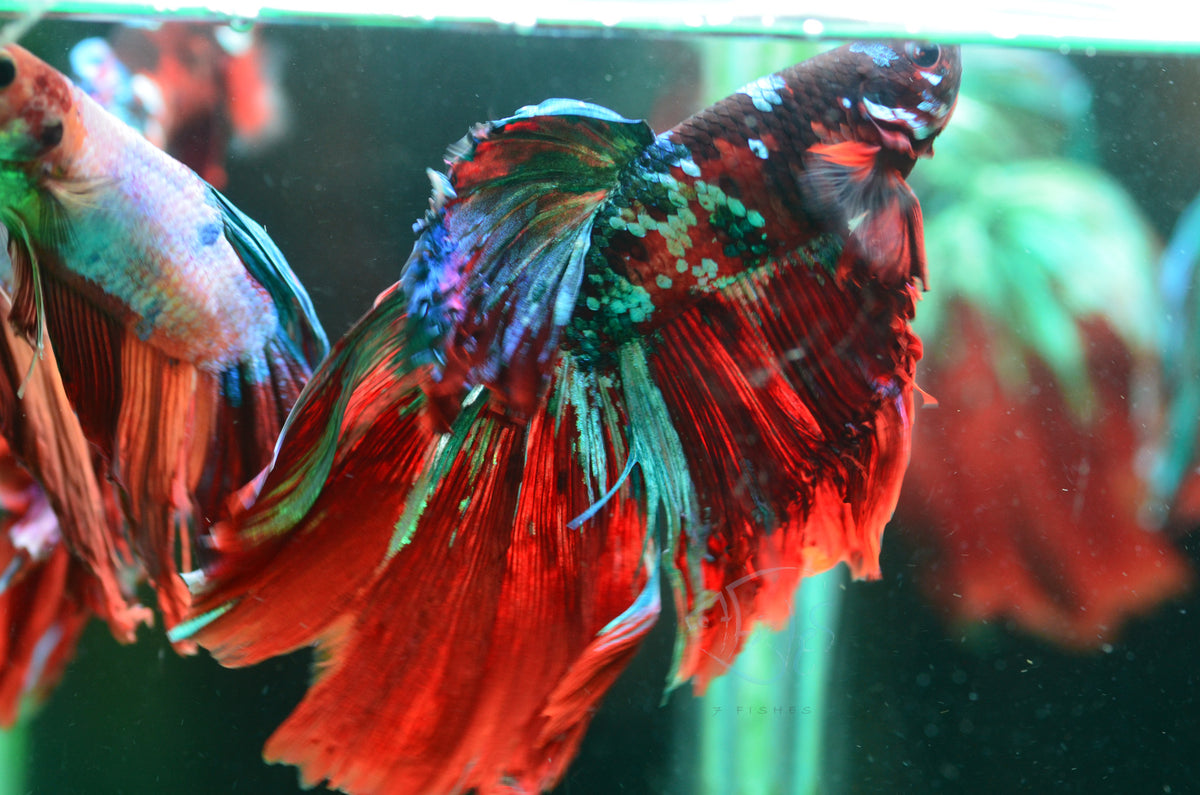 Pink Rasbora Fish Giant Red Galaxy Delta-tail Male | Seven Fishes