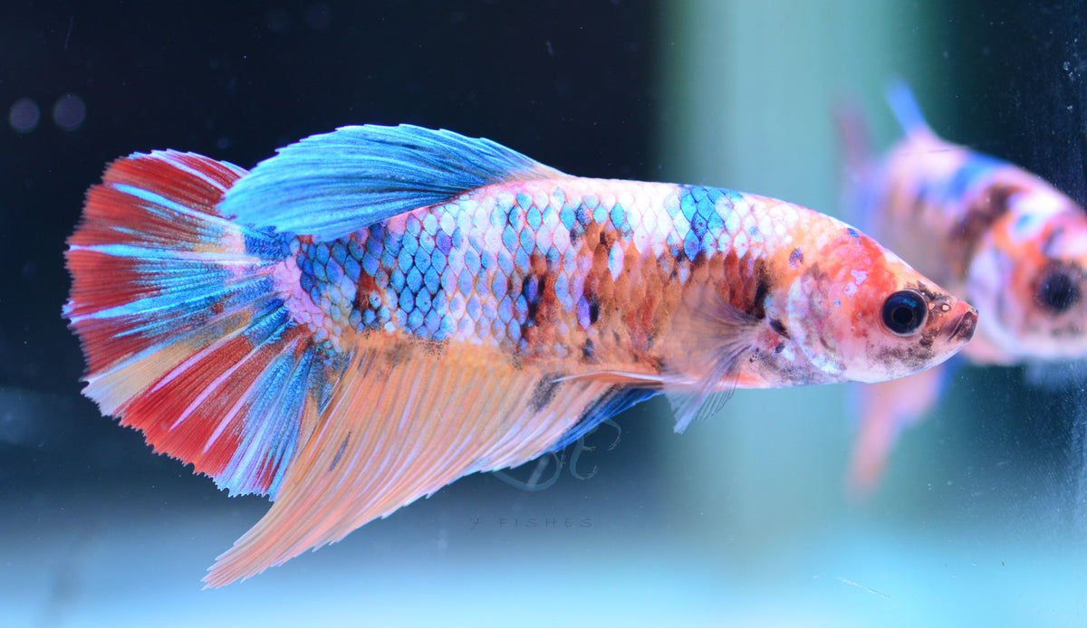 Giant Candy Halfmoon Female | Seven Fishes