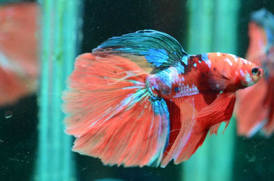 Giant Nemo Delta-tail Male | Seven Fishes
