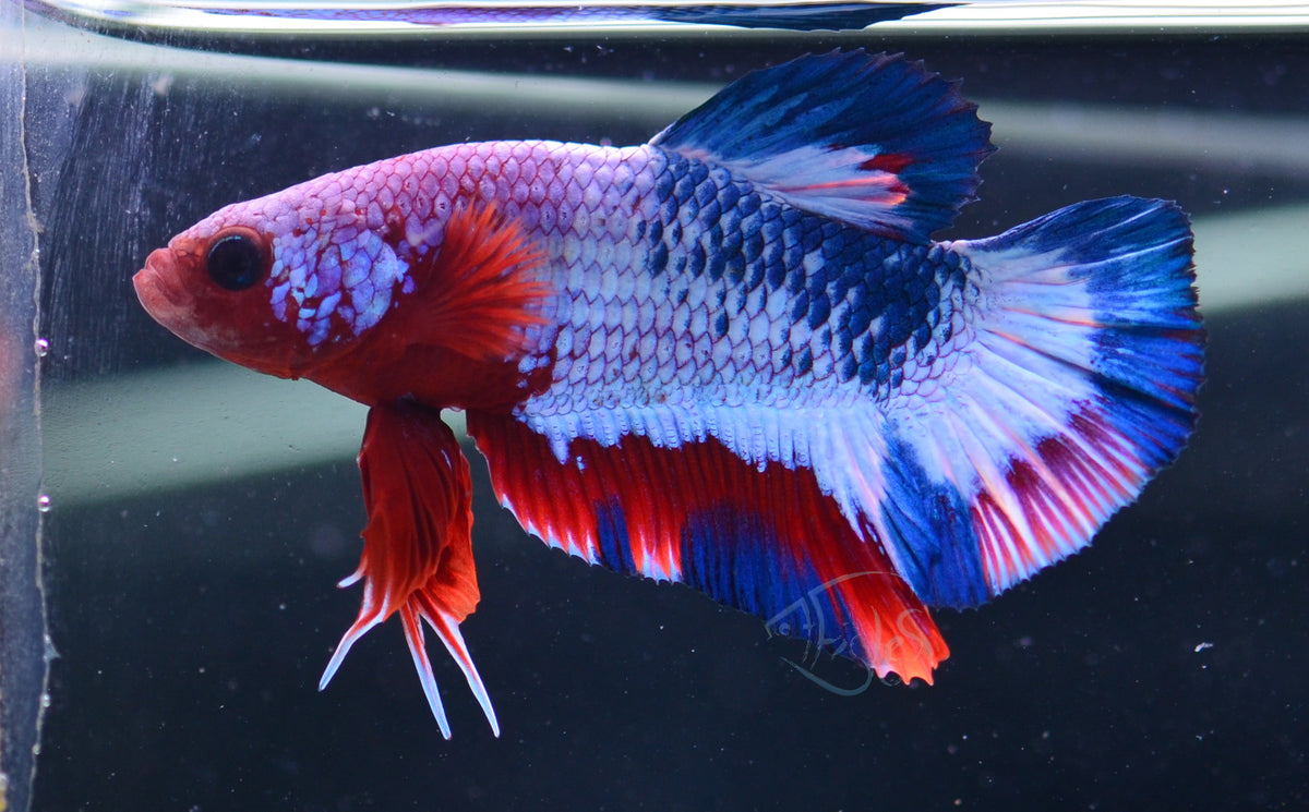 Red Fancy HMPK Male