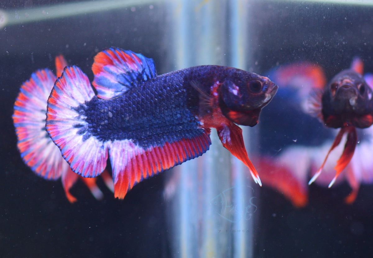 Thai Flag HMPK Male