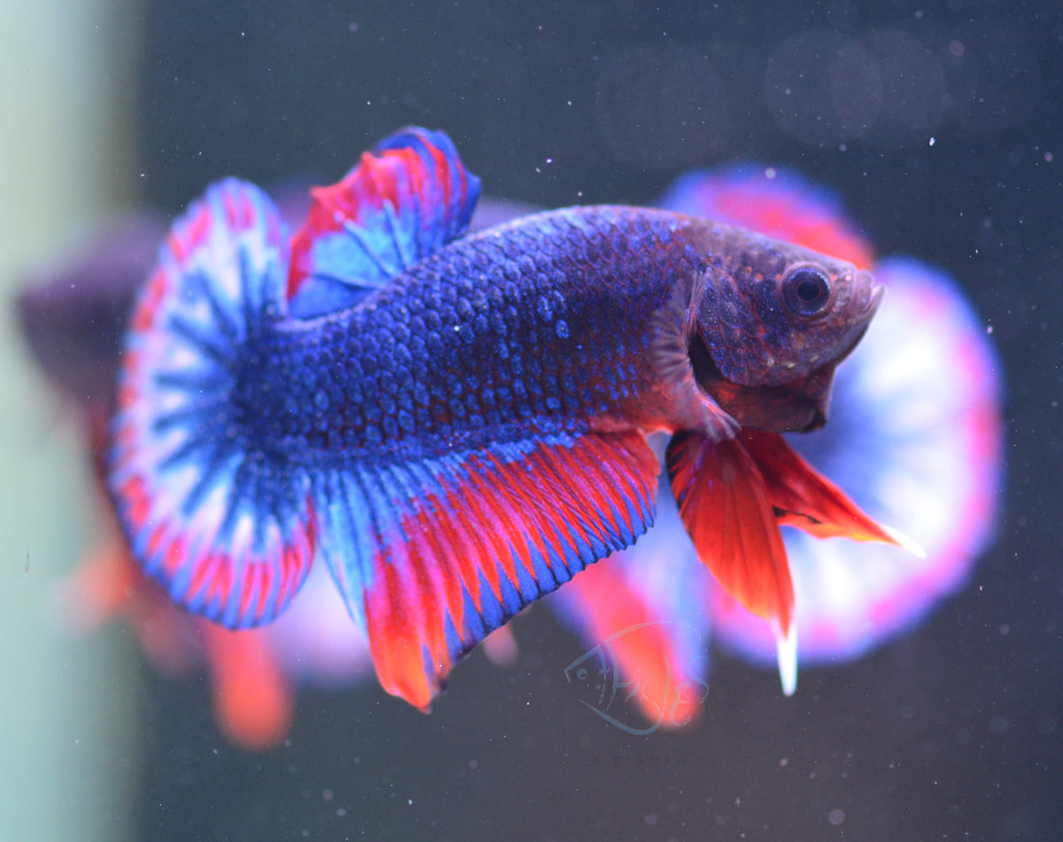 Thai Flag HMPK Male