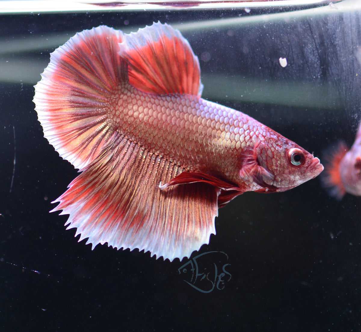 Rose Gold Plakat Male