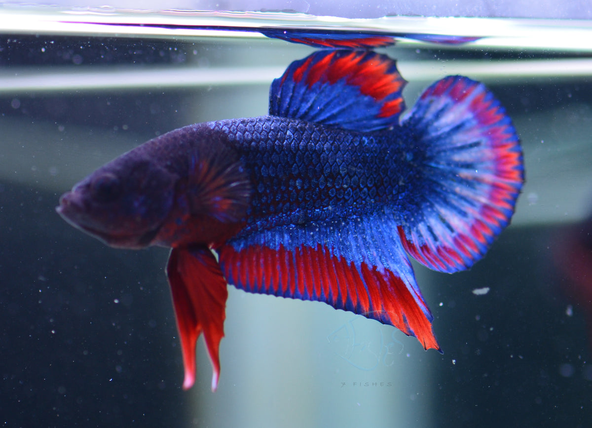 Thai Flag HMPK Male