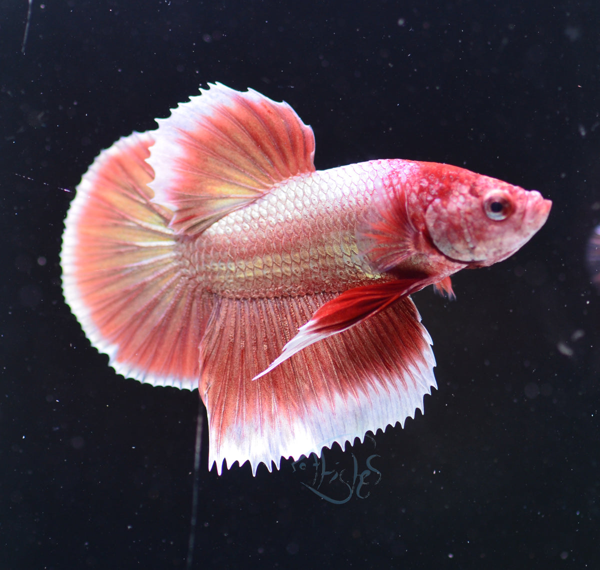 Rose Gold Plakat Male