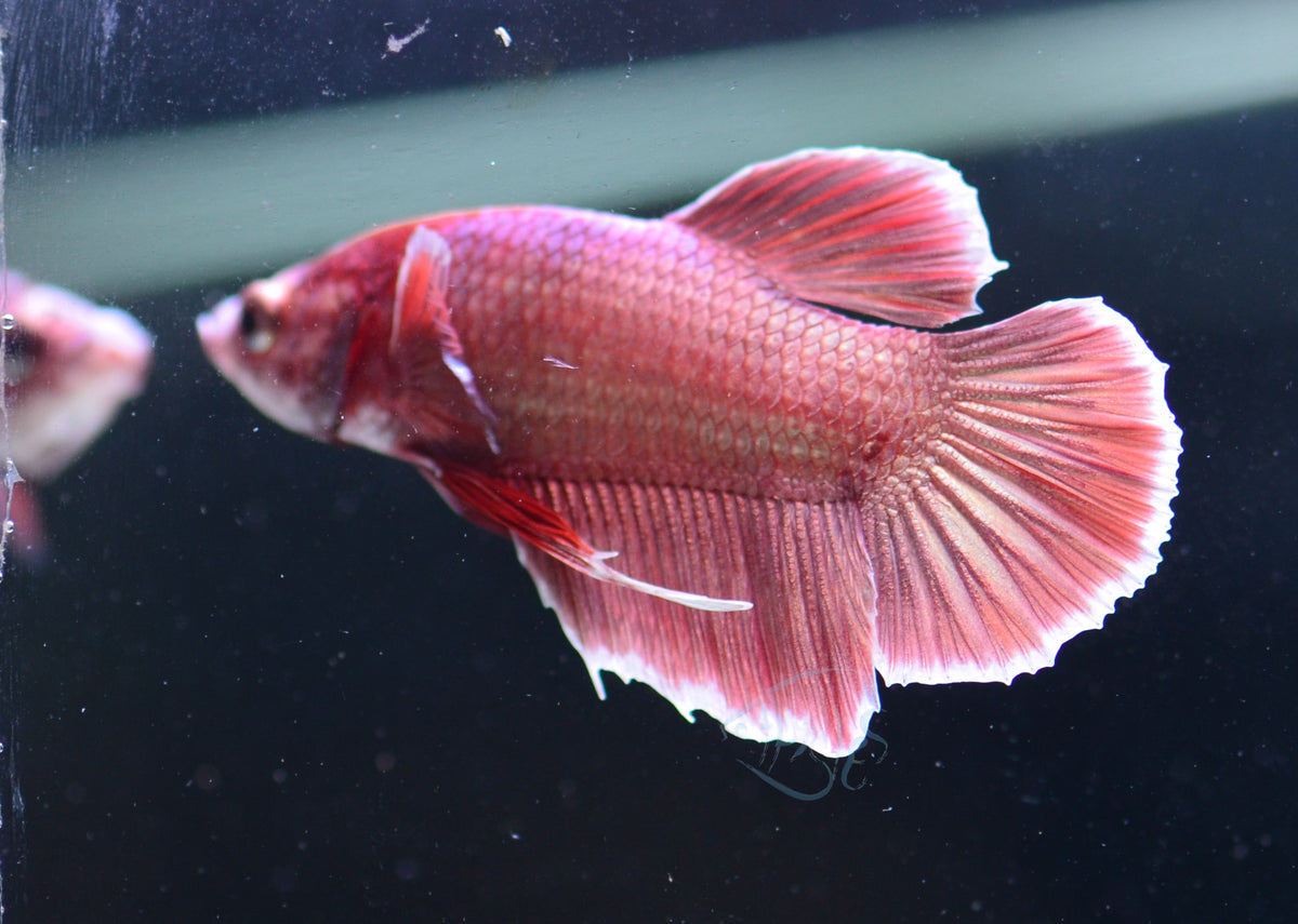 Rose Gold Plakat Male