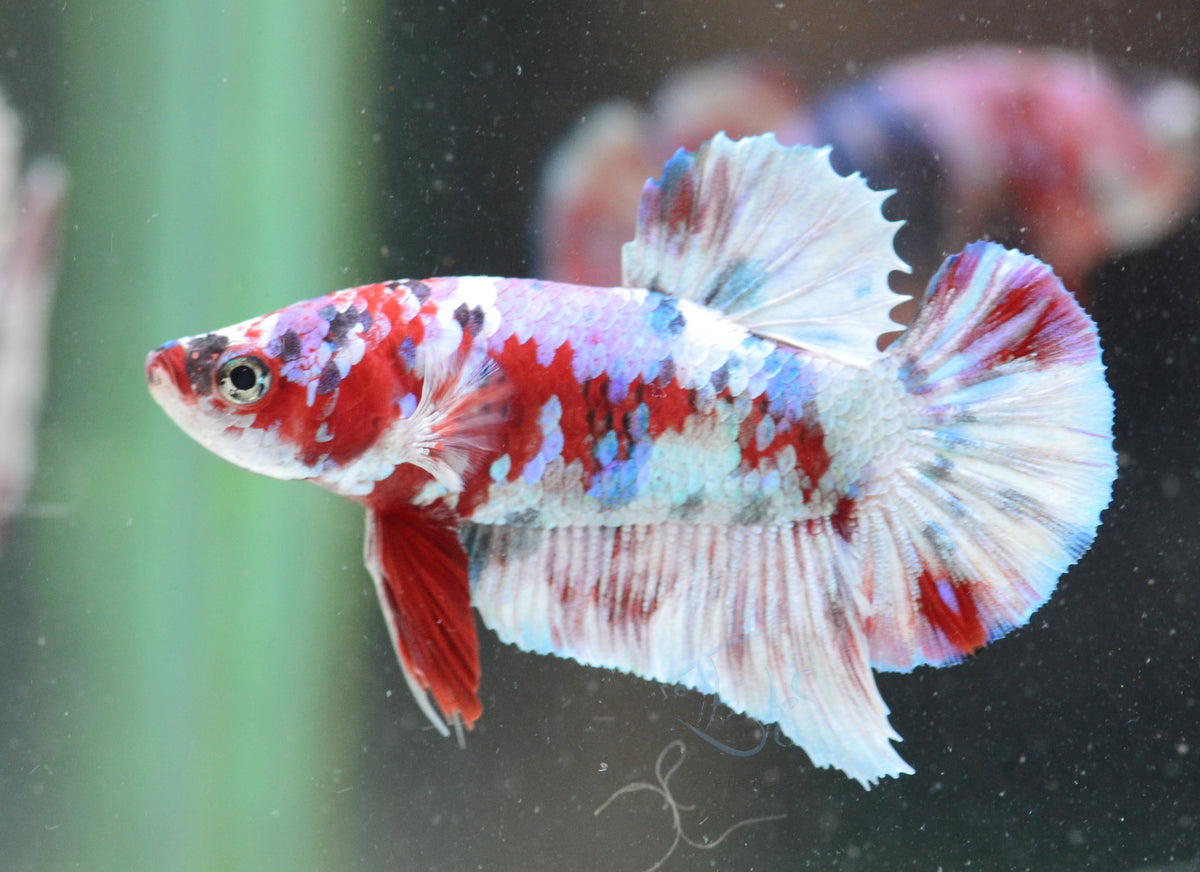 Red Snow Galaxy HMPK Male