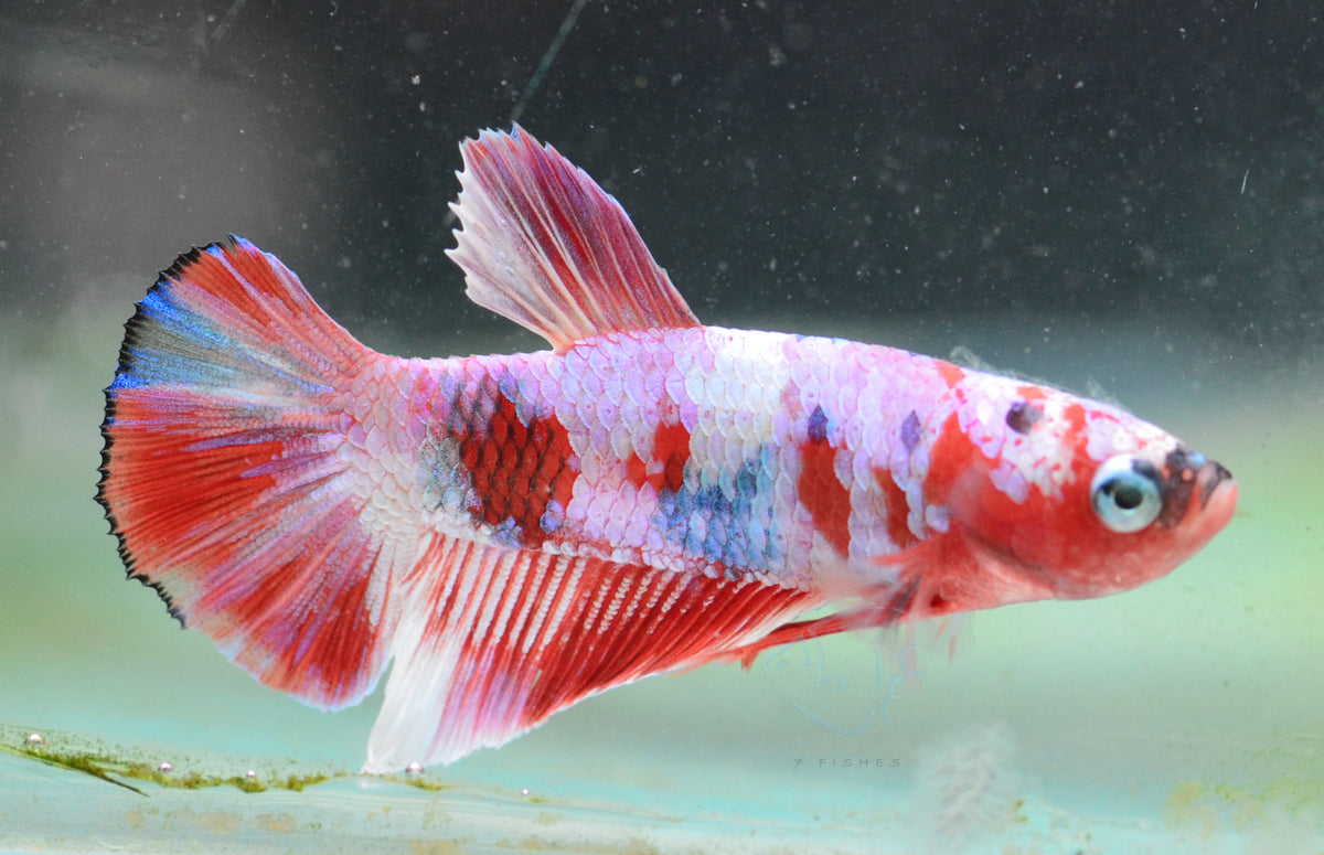 Red Snow Galaxy HMPK Male