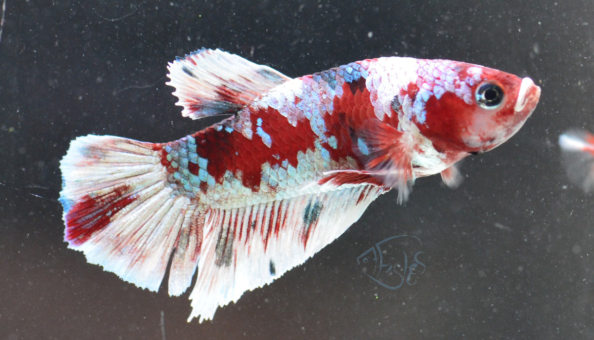 Red Snow Galaxy HMPK Male