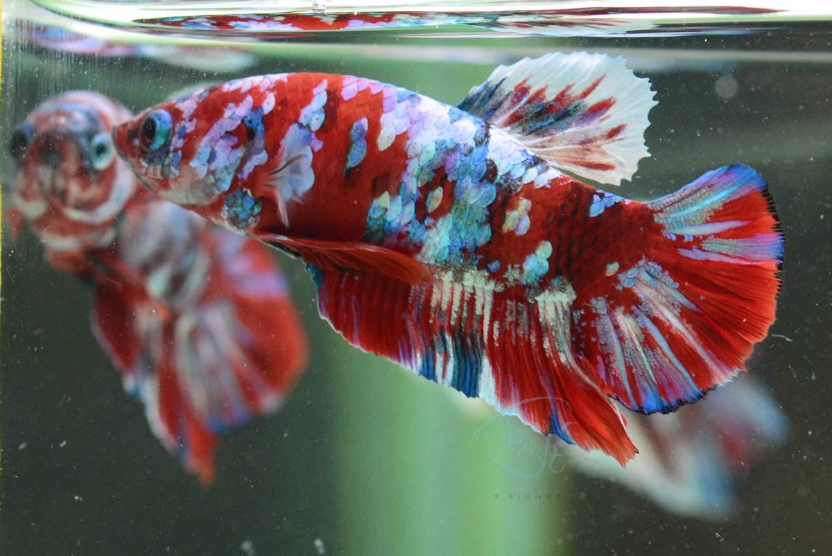 Red Snow Galaxy HMPK Male