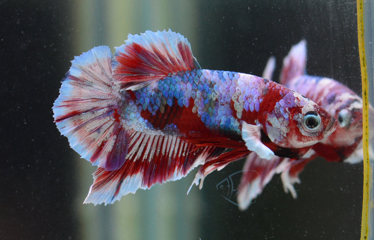 Red Snow Galaxy HMPK Male